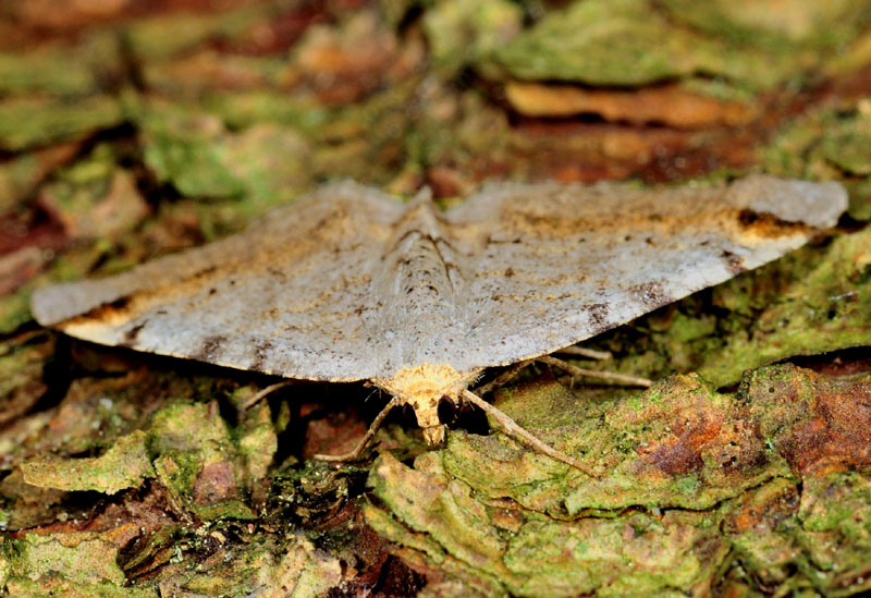 14° Quiz - Macaria liturata